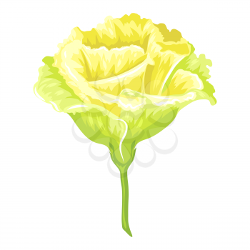 Illustration of blooming carnation flower. Decorative beautiful plant.