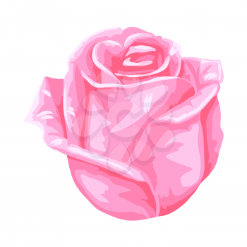 Illustration of blooming rose flower. Decorative beautiful plant.