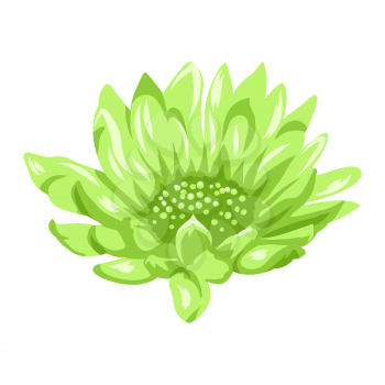 Illustration of blooming aster flower. Decorative beautiful plant.