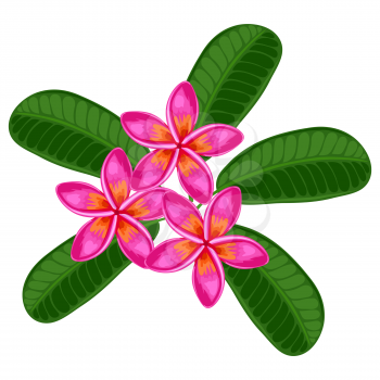 Illustration of tropical plumeria flower. Decorative exotic plant.
