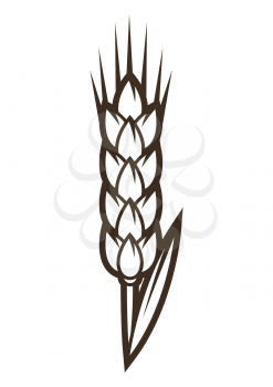 Illustration of wheat ear. Object in engraving hand drawn style. Old natural decorative element.