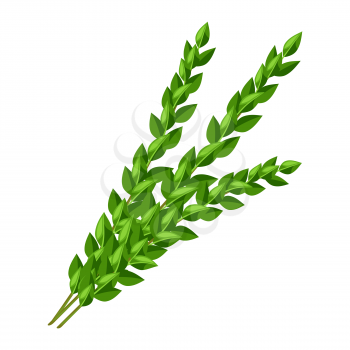 Illustration of myrtle branches Sukkot traditional symbol. Jewish element for celebration.