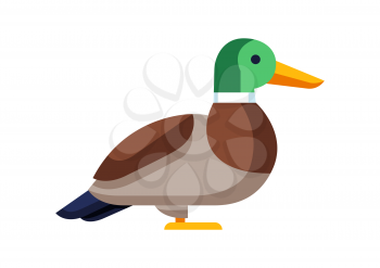Illustration of stylized duck. Image of wild bird in simple style. Vector icon.