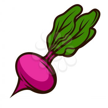 Illustration of fresh ripe beet. Autumn harvest of vegetables. Food item for farms, markets and shops. Icon or promotional image.