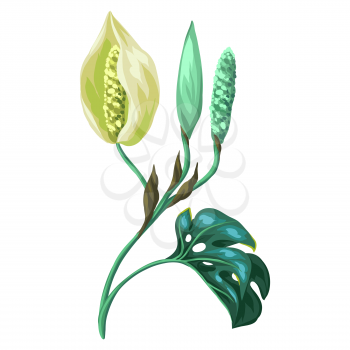 Illustration of monstera palm leaf with flower. Decorative image of tropical foliage and plant.