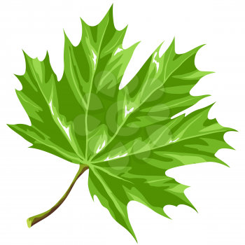 Illustration of stylized green maple leaf. Decorative summer plant. Image for decoration.
