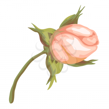 Illustration of beautiful realistic rose. Bud for design and decoration. Hand drawn plant.