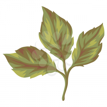 Illustration of beautiful realistic rose leaf. Plant for design and decoration. Hand drawn image.