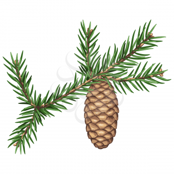 Illustration of spruce branch with needles and cone. Twig for Christmas and New Year design.