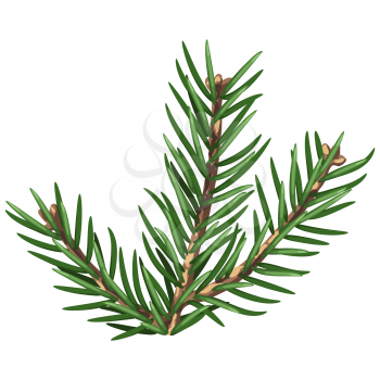 Illustration of spruce branch with needles. Twig for Christmas and New Year design.