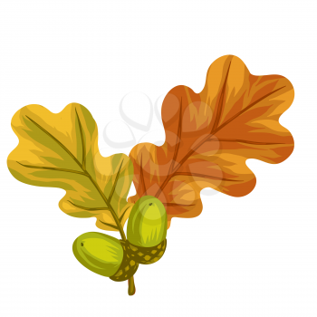 Illustration of stylized oak leaves with acorns. Decorative autumn plant. Twig for decoration.