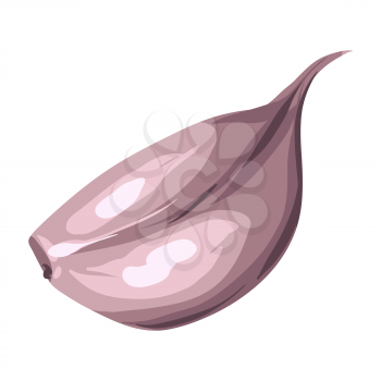 Stylized illustration of garlic. Image for design and decoration. Object or icon in hand drawn style.