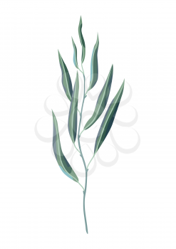 Illustration of willow branch and green leaves. Spring or summer stylized foliage. Seasonal plant image.