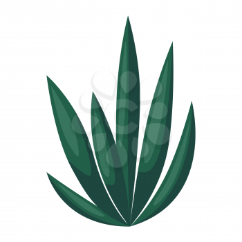 Illustration of agave and tequila. Decorative image of tropical foliage and plant.