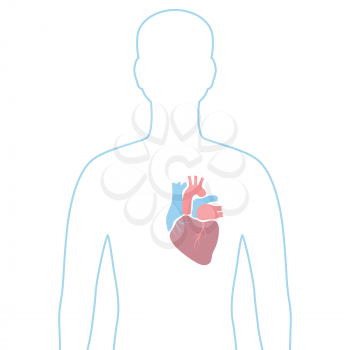 Illustration with heart internal organ. Human body anatomy. Health care and medical education image.