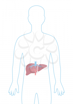 Illustration with liver internal organ. Human body anatomy. Health care and medical education image.