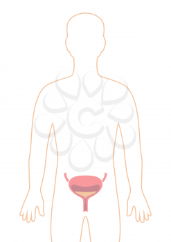Illustration with bladder internal organ. Human body anatomy. Health care and medical education image.