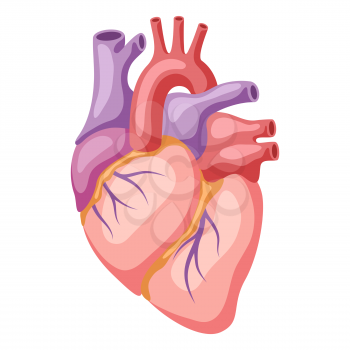 Illustration of heart internal organ. Human body anatomy. Health care and medical education icon.