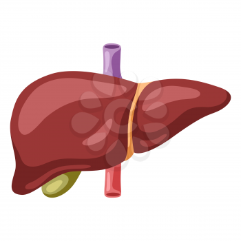 Illustration of liver internal organ. Human body anatomy. Health care and medical education icon.