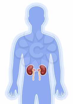 Illustration with heart kidneys organ. Human body anatomy. Health care and medical education image.