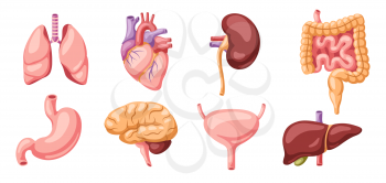 Set of internal organs. Human body anatomy. Health care and medical education icons.