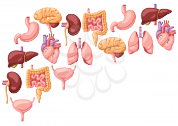 Background with internal organs. Human body anatomy. Health care and medical education design.