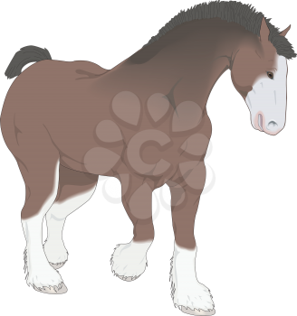 Clydesdale Clipart