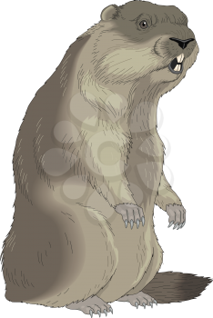 Groundhog's Clipart
