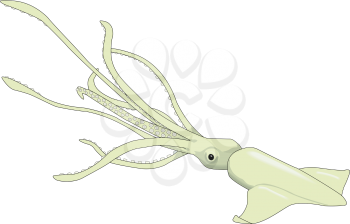 Squid Clipart