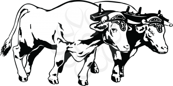 Oxen Clipart