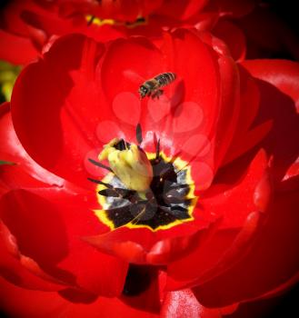 Bee and big red tulip. Nature scene.