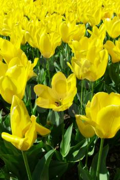Meadow of yellow tulips. Nature scene.