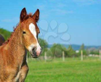 Foal on the meadow. Nature composition.