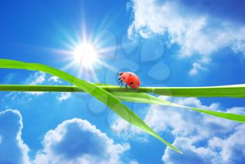 Ladybug looking on the sun. Conceptual design.