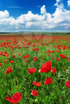 Greatest poppies meadow. Nature composition.