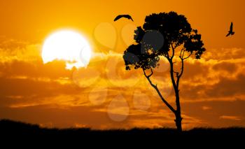 Africa safari nature sunset. Element of design.