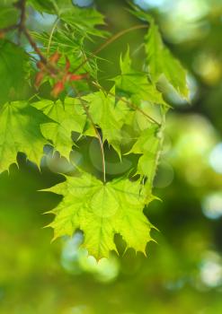 Spring leaf. Composition of nature.