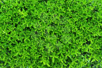 Green texture of leafs. Nature composition.