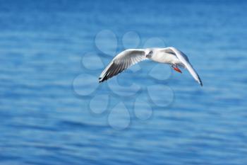 Gull and sea background. Nature composition.