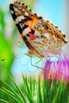 Colorful moth and flower. Season specific.