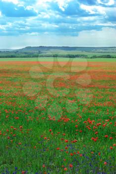 Deep poppy meadow. Nature composition.