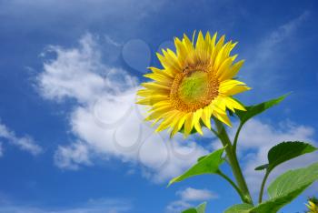 Sunflower on sky background. Nature composition.