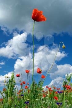 Poppy in sky. Nature composition.