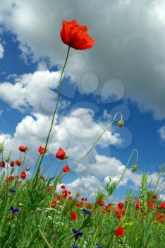 Poppy and sky. Nature composition.