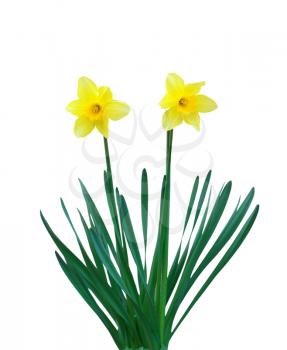 Two narcissuses. Element of isolated design.
