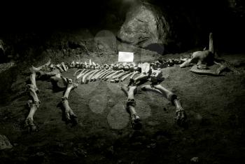 Ancient skeleton in cave. Element of design.