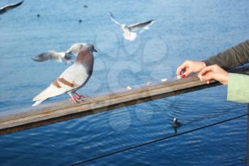 Feeding of pigeon. Conceptual scene.