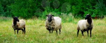 Three sheeps in meadow. Nature composition.