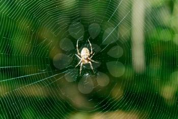 Spider on web. Nature composition.