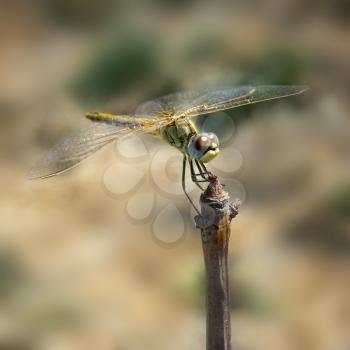 Dragonfly on baranch. Nature composition.